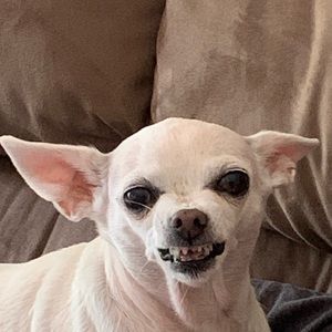 Meet your Posher, Alexa